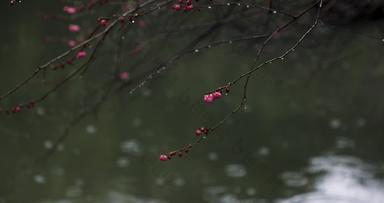 梅花冬季雨天雨滴升格空镜